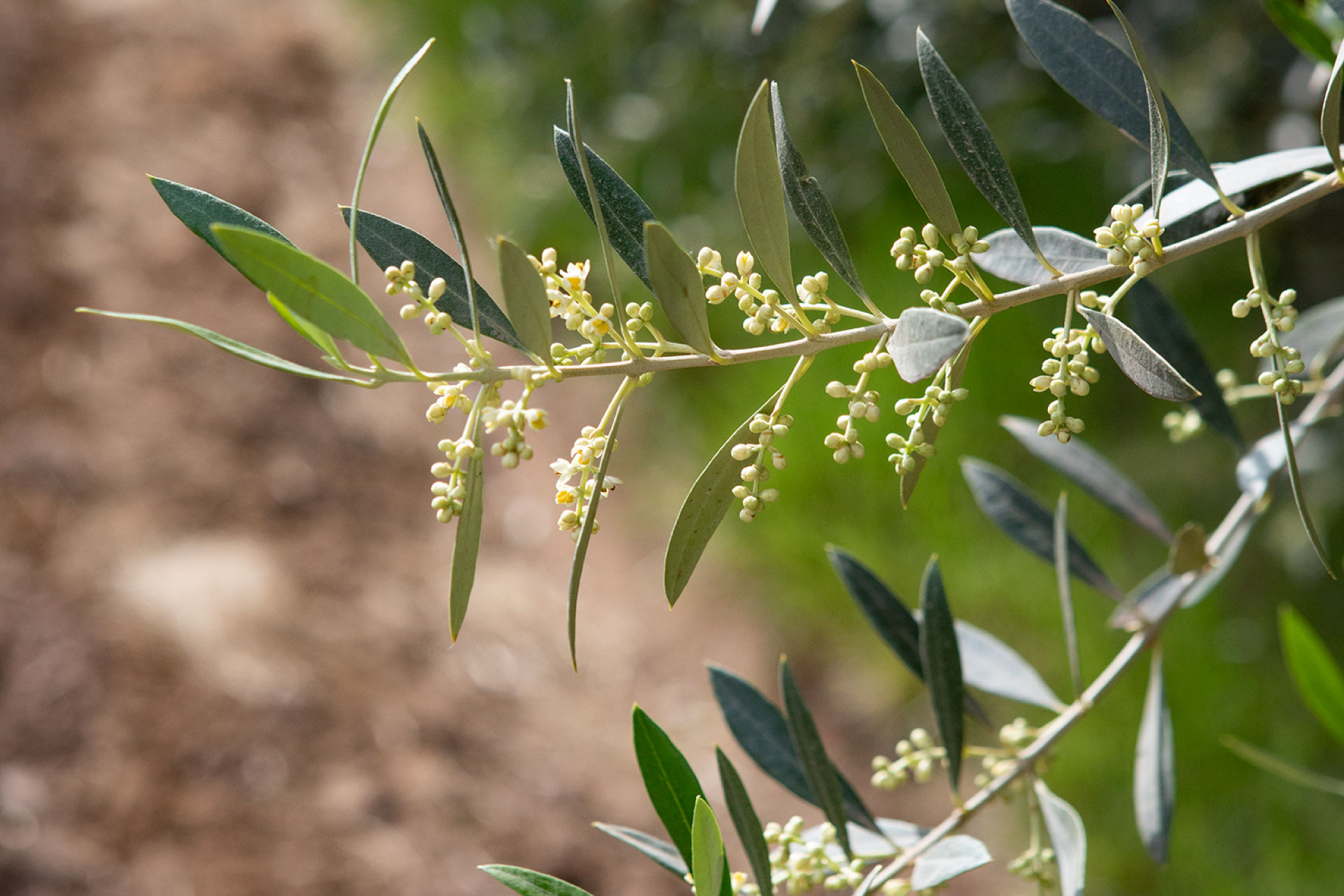 El Olivar Aceites Varietales Zuccardi