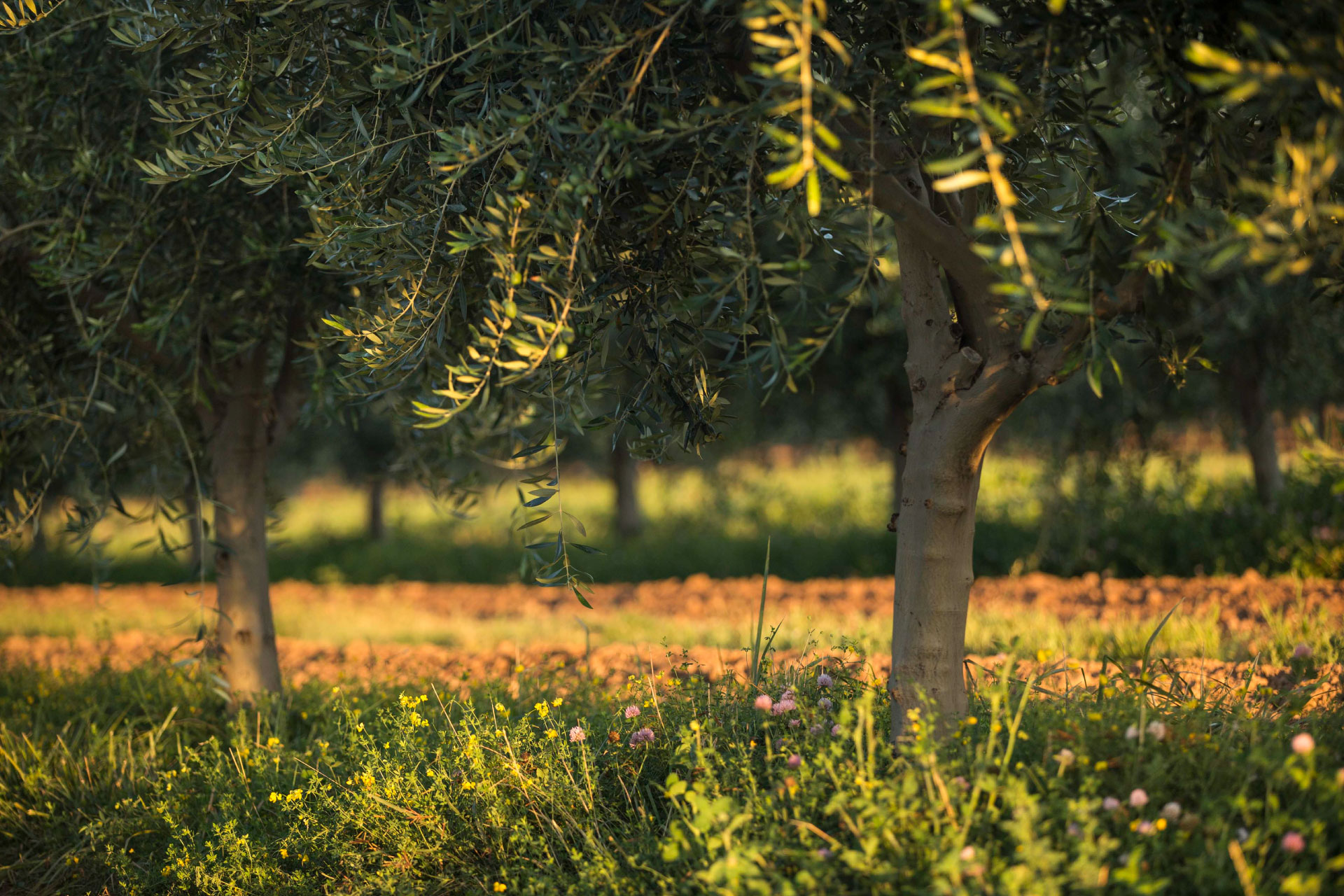 El Olivar Aceites Varietales Zuccardi