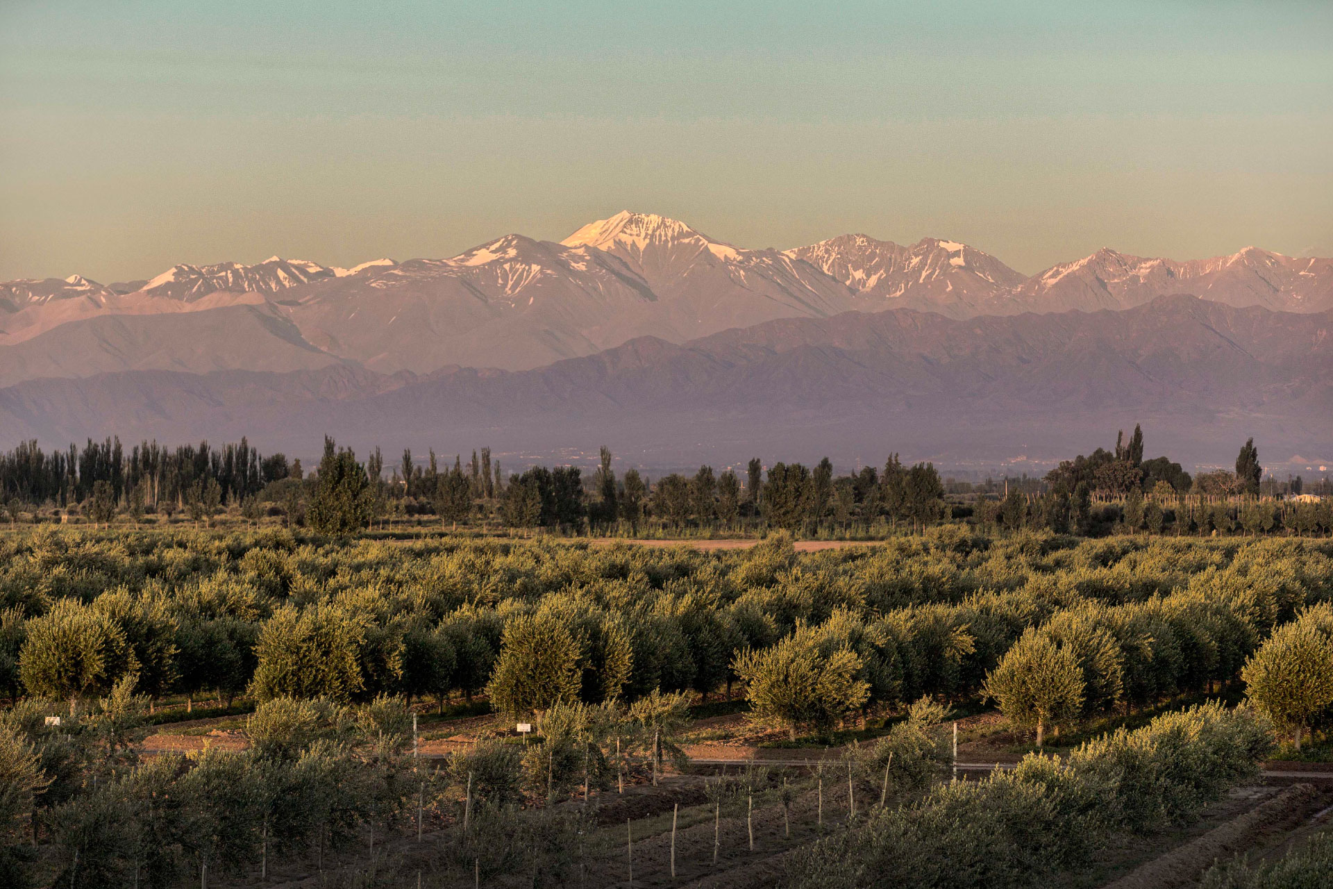 El Olivar Aceites Varietales Zuccardi