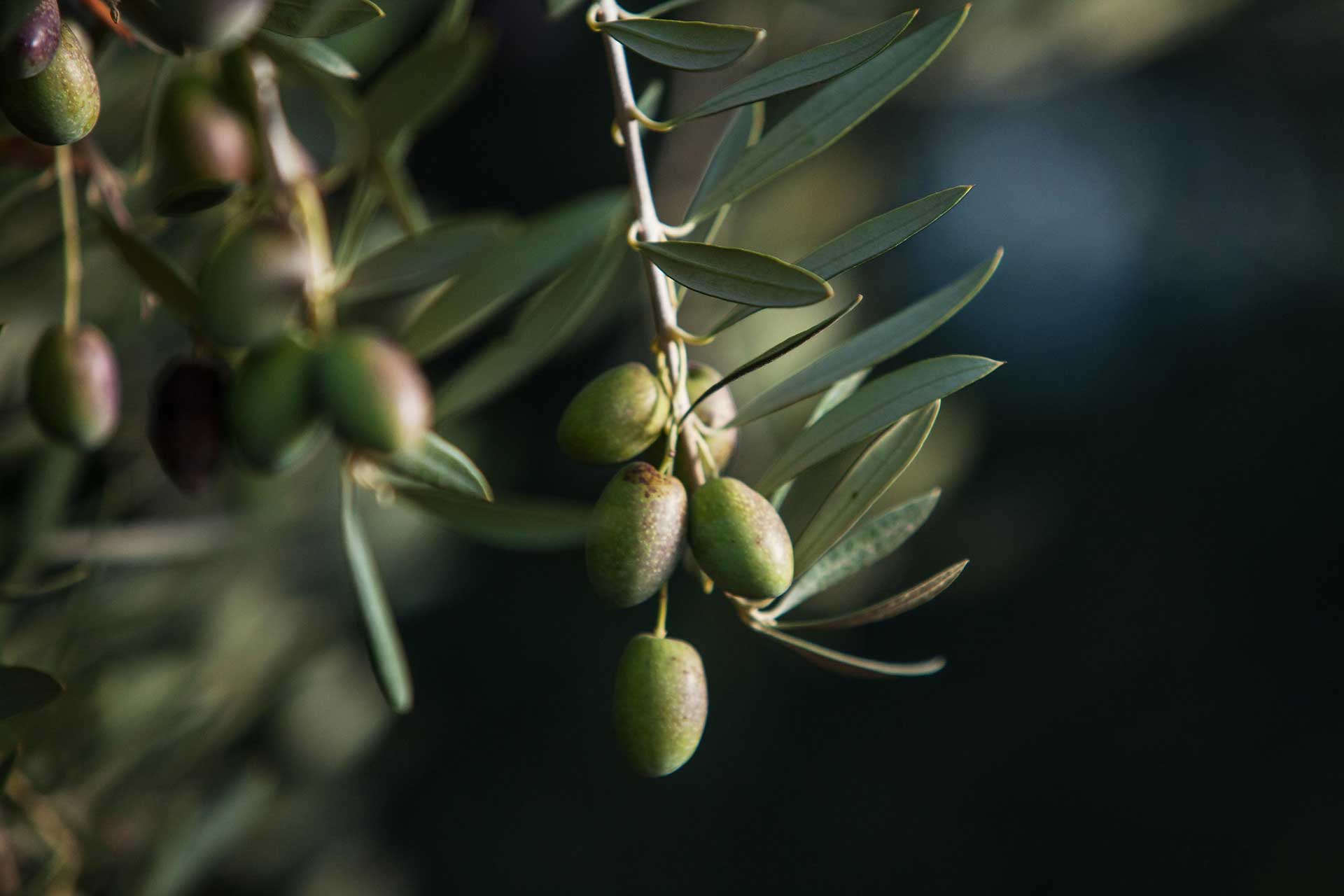 El Olivar Aceites Varietales Zuccardi