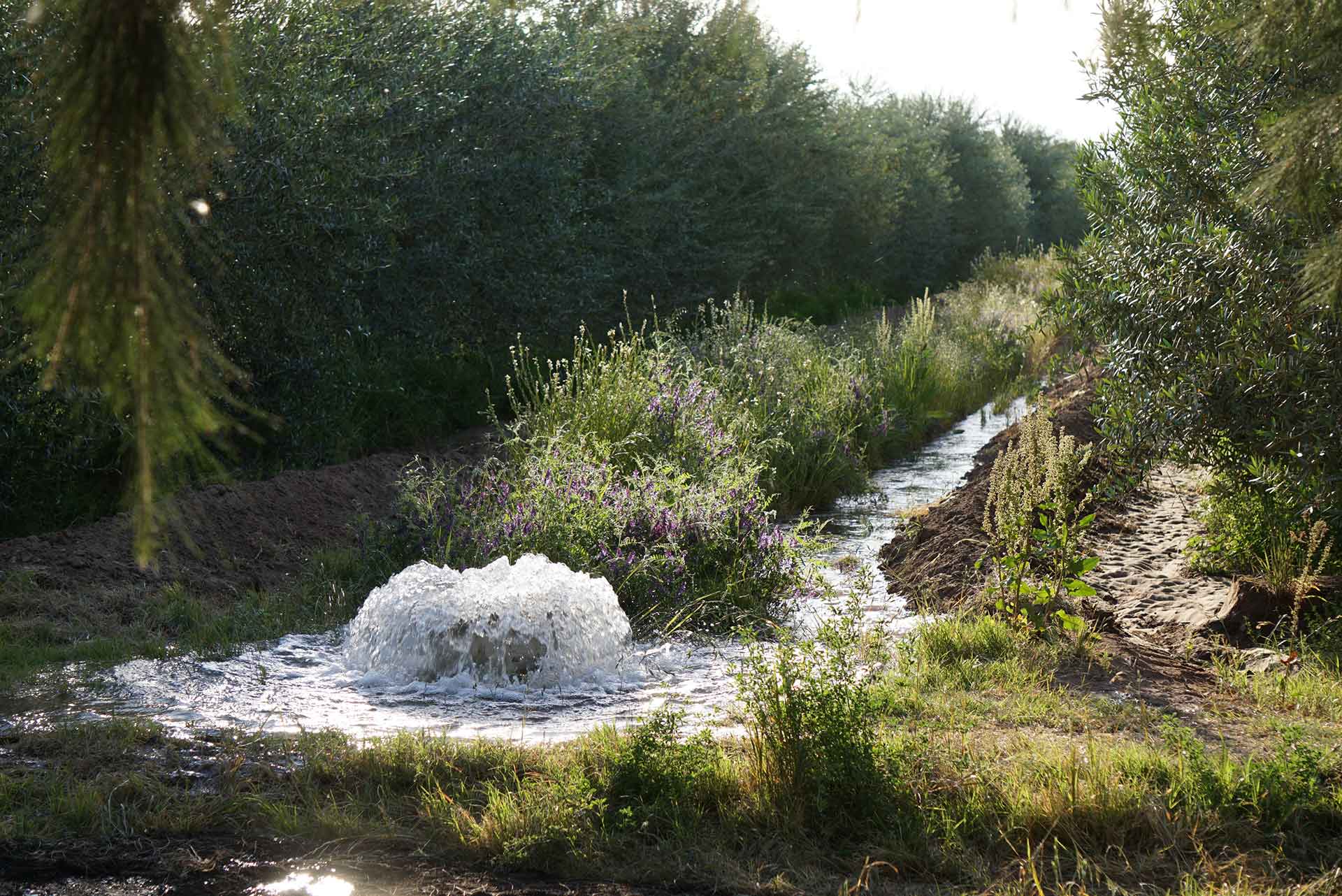 El Olivar Aceites Varietales Zuccardi